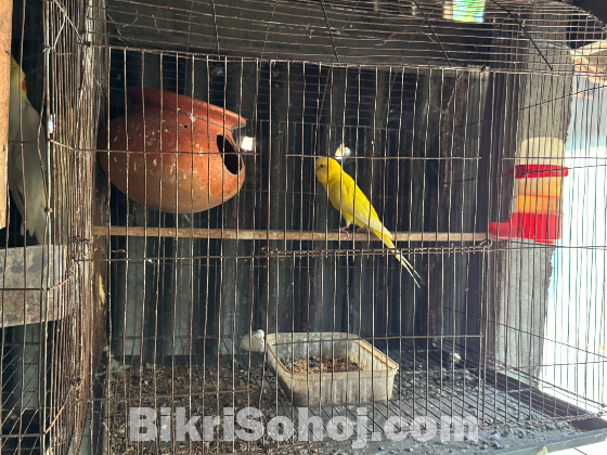 কোকাটেল ও বাজিগার পাখি